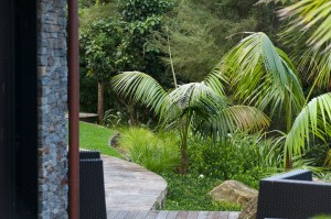 view of palms from the side of the house