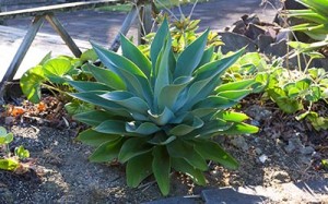 Outdoor plants