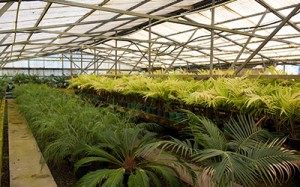 indoor palm trees