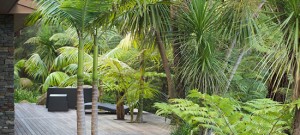 palms in garden off a deck