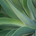 Century Plant - Palm