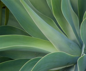 Century Plant - Palm