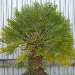 Mediterranean Fan Palm