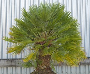 Mediterranean Fan Palm