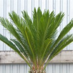 Sago Palm