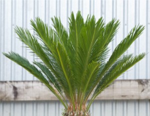 Sago Palm
