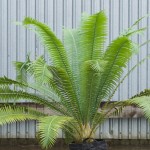 Giant Dioon