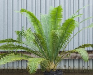 Giant Dioon