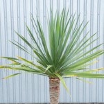 Dragon Tree