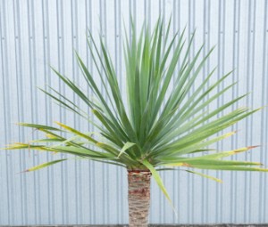 Dragon Tree