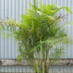Sugar Cane Palm