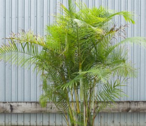 Sugar Cane Palm