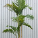 Jucara Palm
