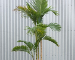 Jucara Palm