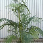 Kentia Palm