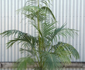 Kentia Palm