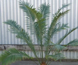 Scaly Zamia