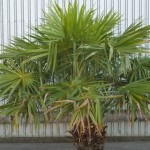 Australian Cabbage Palm