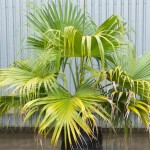 Chinese Fan Palm