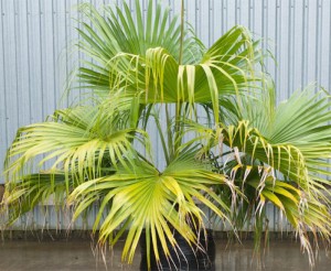 Chinese Fan Palm