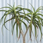 Tree Aloe - Palm