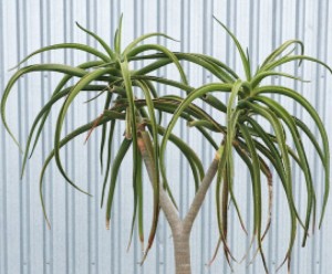 Tree Aloe - Palm