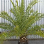 Phoenix canariensis