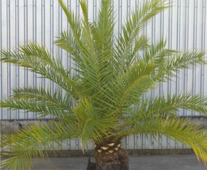 Phoenix canariensis