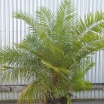 Senegal Date Palm