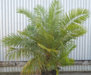Senegal Date Palm