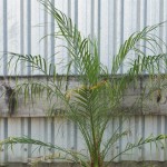 Dwarf Date Palm