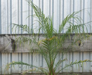 Dwarf Date Palm