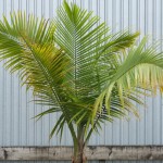 Majestic Palm