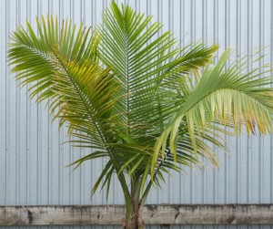 Majestic Palm