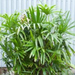 Lady Palm