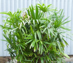 Lady Palm
