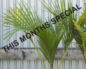 Norfolk Is. Nikau