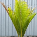 Kermadec Is. Nikau