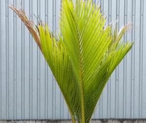 Kermadec Is. Nikau