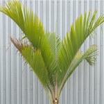 Nikau Palm
