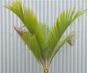 Nikau Palm