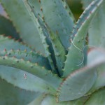 Cape Aloe - Palm