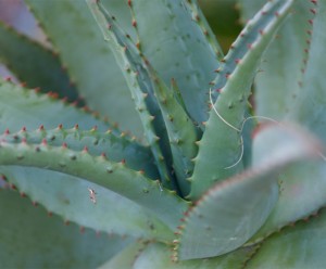 Cape Aloe - Palm