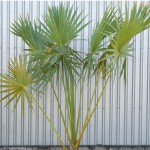 Cabbage Palm