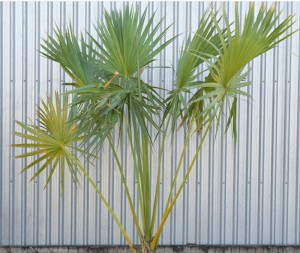 Cabbage Palm