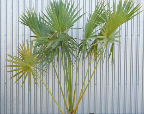 Cabbage Palm