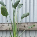 Bird of Paradise