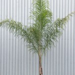 Queen Palm