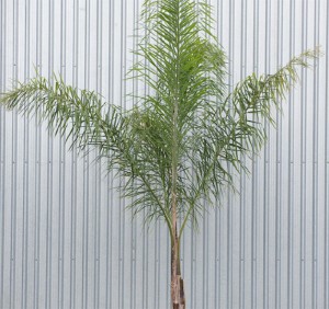 Queen Palm