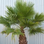 Cotton Palm